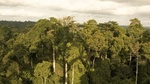 Photo of an African forest